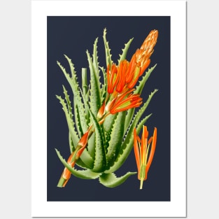 Aloe Vera vintage illustration Posters and Art